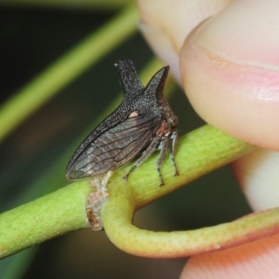 Ceraon sp. (genus) (2-horned tree hopper) at Fyshwick, ACT - 16 Feb 2019 by Harrisi