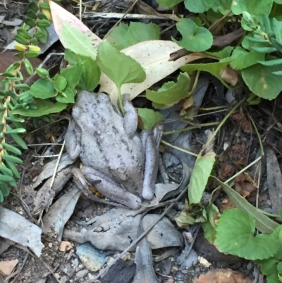 Litoria peronii (Peron's Tree Frog, Emerald Spotted Tree Frog) at Aranda, ACT - 19 Feb 2019 by Justine