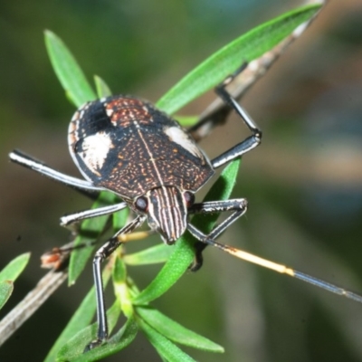 Poecilometis sp. (genus) (A Gum Tree Shield Bug) at Fyshwick, ACT - 17 Feb 2019 by Harrisi