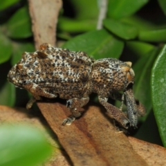 Orthorhinus cylindrirostris at Hackett, ACT - 2 Feb 2019