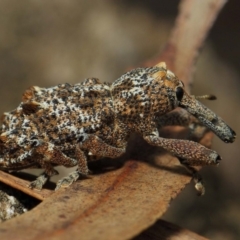 Orthorhinus cylindrirostris at Hackett, ACT - 2 Feb 2019 01:43 PM