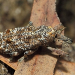 Orthorhinus cylindrirostris at Hackett, ACT - 2 Feb 2019 01:43 PM