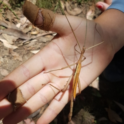 Didymuria violescens (Spur-legged stick insect) at Cotter River, ACT - 16 Feb 2019 by Kristy