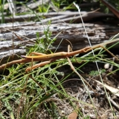 Didymuria violescens at Cotter River, ACT - 16 Feb 2019