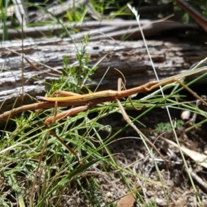 Didymuria violescens at Cotter River, ACT - 16 Feb 2019 12:00 AM