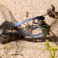 Orthetrum caledonicum (Blue Skimmer) at Rosedale, NSW - 16 Feb 2019 by jb2602