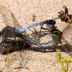 Orthetrum caledonicum (Blue Skimmer) at Rosedale, NSW - 16 Feb 2019 by jbromilow50