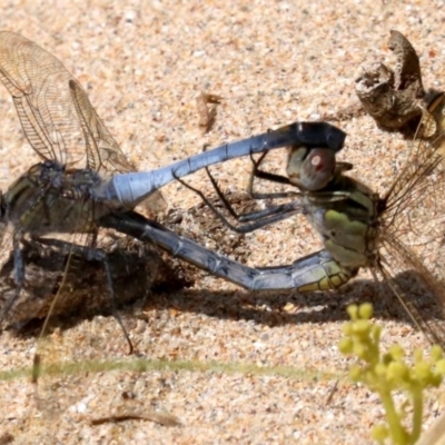 Orthetrum caledonicum (Blue Skimmer) at Rosedale, NSW - 16 Feb 2019 by jbromilow50