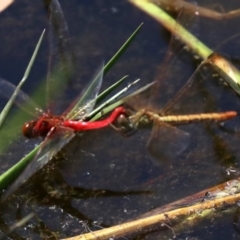 Diplacodes haematodes (Scarlet Percher) at Rosedale, NSW - 16 Feb 2019 by jbromilow50