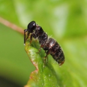 Tiphiidae (family) at Acton, ACT - 16 Feb 2019