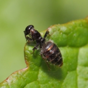 Tiphiidae (family) at Acton, ACT - 16 Feb 2019