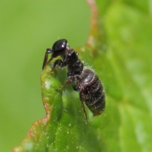 Tiphiidae (family) at Acton, ACT - 16 Feb 2019