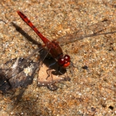 Diplacodes bipunctata (Wandering Percher) at Rosedale, NSW - 16 Feb 2019 by jb2602
