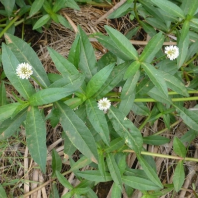 Alternanthera philoxeroides (Alligator Weed) at Acton, ACT - 18 Feb 2019 by RWPurdie