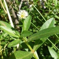 Alternanthera philoxeroides at Acton, ACT - 19 Feb 2019 12:00 AM