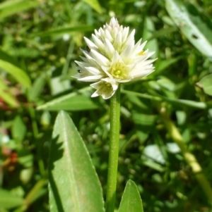 Alternanthera philoxeroides at Acton, ACT - 19 Feb 2019 12:00 AM