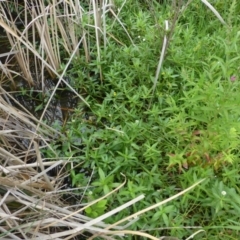 Alternanthera philoxeroides at Acton, ACT - 19 Feb 2019 12:00 AM