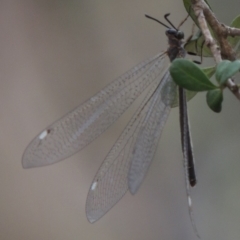 Myrmeleontidae (family) (Unidentified Antlion Lacewing) at Rob Roy Range - 12 Jan 2019 by MichaelBedingfield