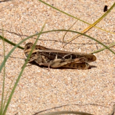 Gastrimargus musicus (Yellow-winged Locust or Grasshopper) at Rosedale, NSW - 16 Feb 2019 by jbromilow50