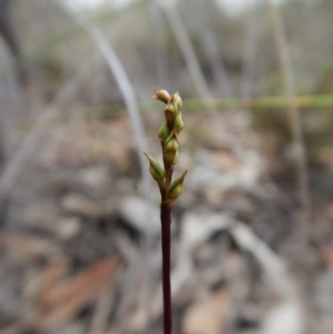 Corunastylis clivicola at Aranda, ACT - 20 Feb 2019