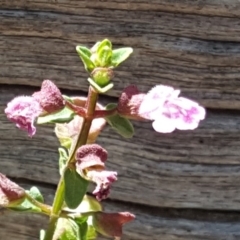 Scutellaria humilis (Dwarf Skullcap) at Isaacs Ridge - 20 Feb 2019 by Mike