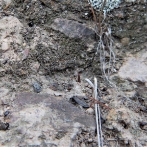 Corunastylis cornuta at Aranda, ACT - 20 Feb 2019