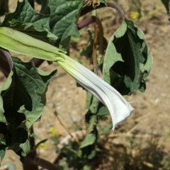 Datura stramonium (Common Thornapple) at Isaacs Ridge - 20 Feb 2019 by Mike