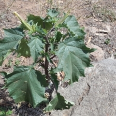 Datura stramonium at Jerrabomberra, ACT - 20 Feb 2019 12:44 PM