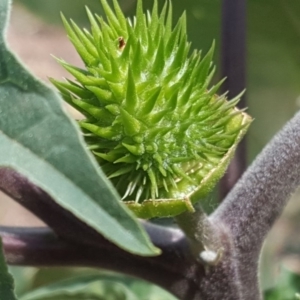 Datura stramonium at Jerrabomberra, ACT - 20 Feb 2019 12:44 PM