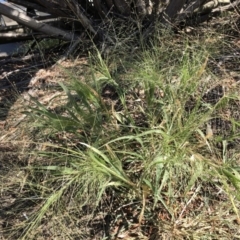 Panicum capillare/hillmanii (Exotic/Invasive Panic Grass) at Belconnen, ACT - 20 Feb 2019 by CathB