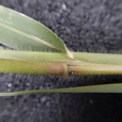 Panicum capillare/hillmanii at Belconnen, ACT - 20 Feb 2019