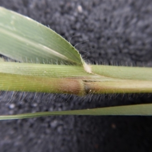 Panicum capillare/hillmanii at Belconnen, ACT - 20 Feb 2019