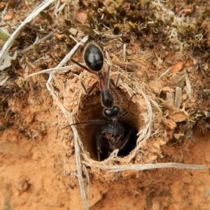 Camponotus intrepidus at Aranda, ACT - 20 Feb 2019