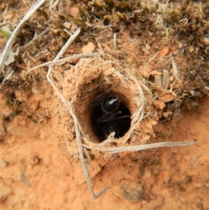 Camponotus intrepidus at Aranda, ACT - 20 Feb 2019