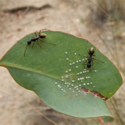 Camponotus suffusus (Golden-tailed sugar ant) at Aranda Bushland - 19 Feb 2019 by CathB