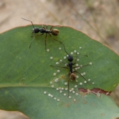 Camponotus suffusus at Dunlop, ACT - 20 Feb 2019 08:18 AM