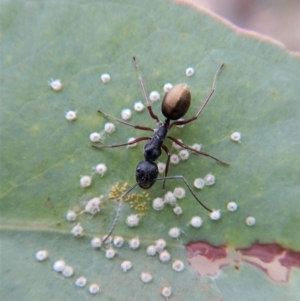 Camponotus suffusus at Dunlop, ACT - 20 Feb 2019 08:18 AM