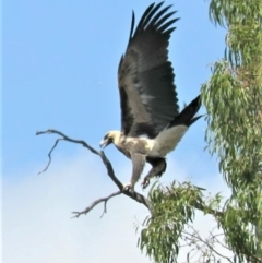 Aquila audax (Wedge-tailed Eagle) at Symonston, ACT - 20 Feb 2019 by KumikoCallaway