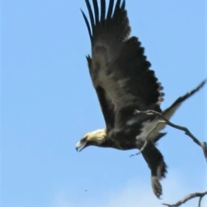 Aquila audax at Symonston, ACT - 20 Feb 2019