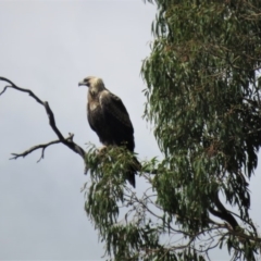 Aquila audax at Symonston, ACT - 20 Feb 2019