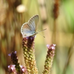 Zizina otis (Common Grass-Blue) at Booth, ACT - 19 Feb 2019 by RodDeb
