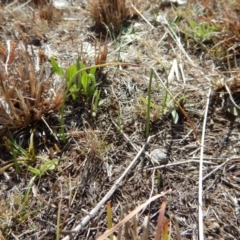 Microtis sp. (Onion Orchid) at Dunlop, ACT - 12 Sep 2018 by CathB