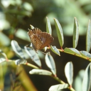 Theclinesthes serpentata at Paddys River, ACT - 19 Feb 2019