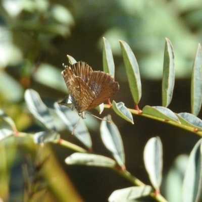 Theclinesthes serpentata (Saltbush Blue) at Paddys River, ACT - 19 Feb 2019 by RodDeb