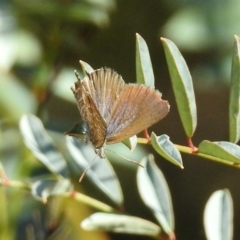 Theclinesthes serpentata at Paddys River, ACT - 19 Feb 2019