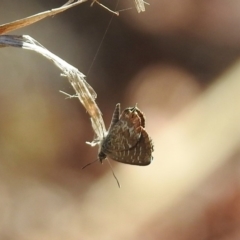 Theclinesthes serpentata at Paddys River, ACT - 19 Feb 2019