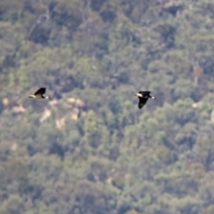 Threskiornis spinicollis at Paddys River, ACT - 19 Feb 2019