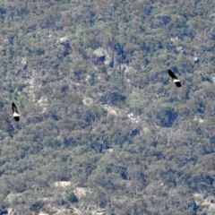 Threskiornis spinicollis at Paddys River, ACT - 19 Feb 2019