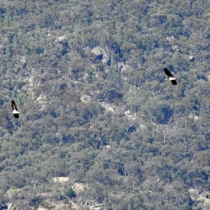 Threskiornis spinicollis at Paddys River, ACT - 19 Feb 2019