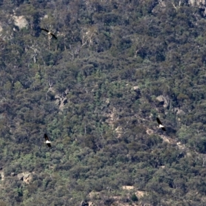 Threskiornis spinicollis at Paddys River, ACT - 19 Feb 2019